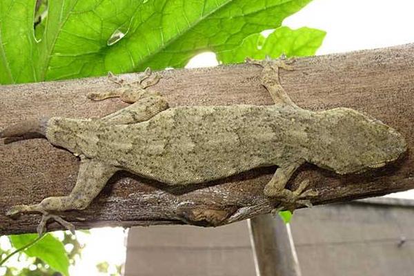 壁虎的功效與作用及禁忌 壁虎的藥用價值