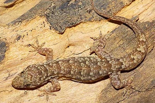 壁虎會(huì)叫嗎 壁虎怕水嗎 壁虎能吃嗎