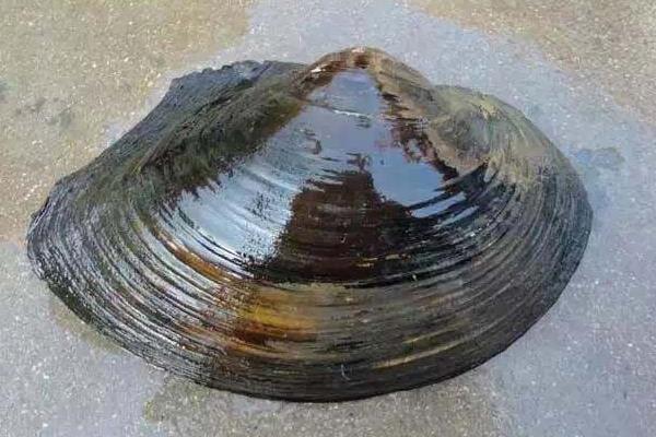 河蚌的做法（前期處理） 河蚌怎么做好吃又簡單