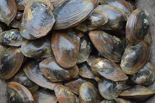 河蚌能吃嗎 河蚌怎么吃