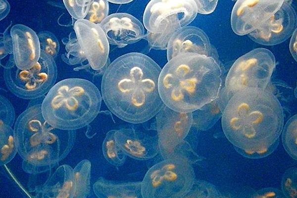 桃花水母市場價格多少錢一只 桃花水母吃什么