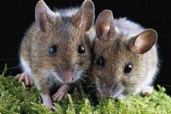 天花板有老鼠怎么辦 如何消滅吊頂里的老鼠