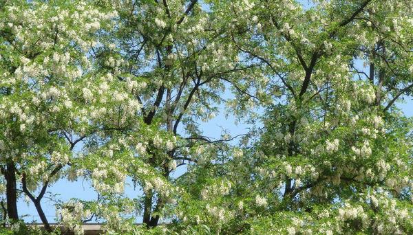 槐樹種植和管理技術 槐樹適合什么土壤