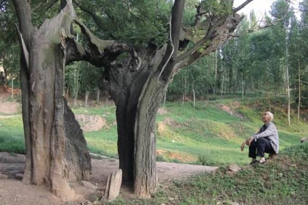 槐樹種植和管理技術 槐樹適合什么土壤