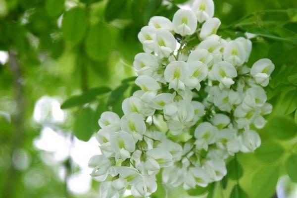 槐樹種植和管理技術 槐樹適合什么土壤