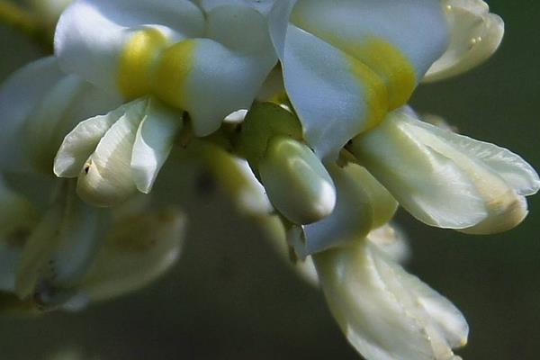 槐樹種植和管理技術 槐樹適合什么土壤