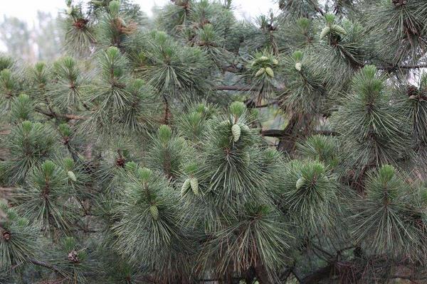 松子是什么樹(shù)的果實(shí) 松子怎么來(lái)的