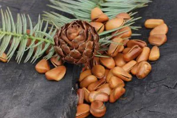 松子是什么樹(shù)的果實(shí) 松子怎么來(lái)的