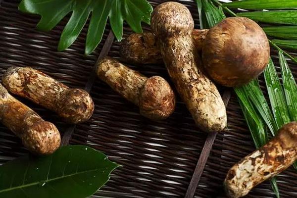 姬松茸和松茸的區(qū)別是什么 松茸有毒嗎