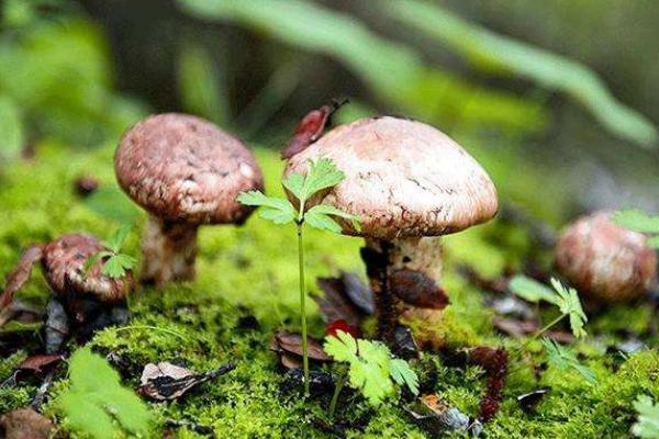 松茸產地在哪里 松茸生長在什么地方