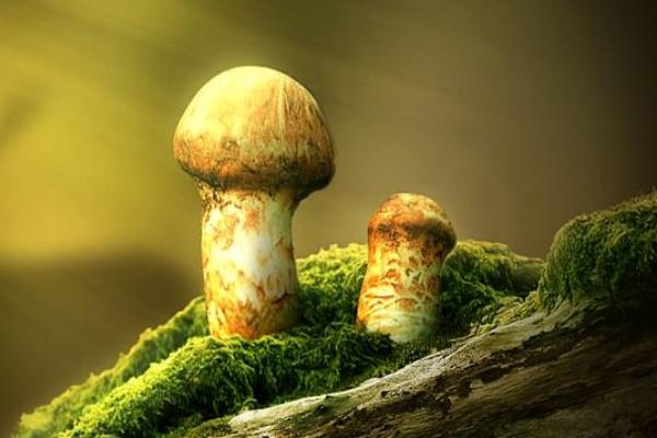 松茸產地在哪里 松茸生長在什么地方