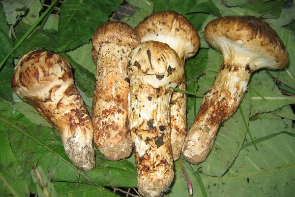 松茸產地在哪里 松茸生長在什么地方