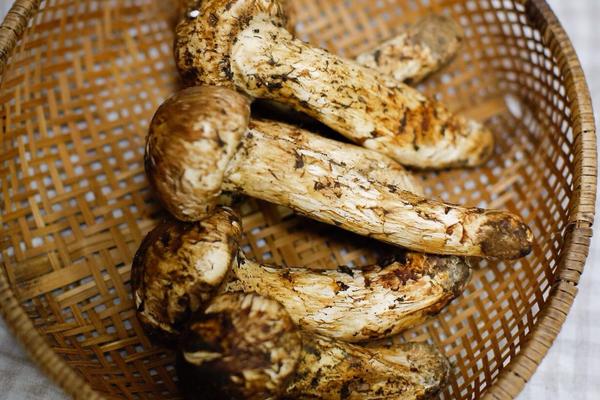 松茸產地在哪里 松茸生長在什么地方