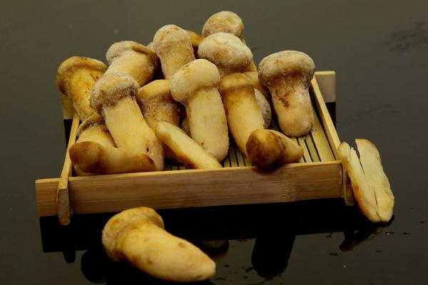 松茸產地在哪里 松茸生長在什么地方