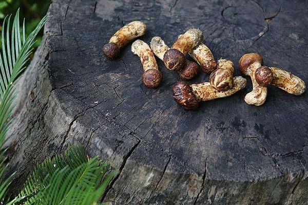 松茸是什么味道 松茸干的好還是鮮的好
