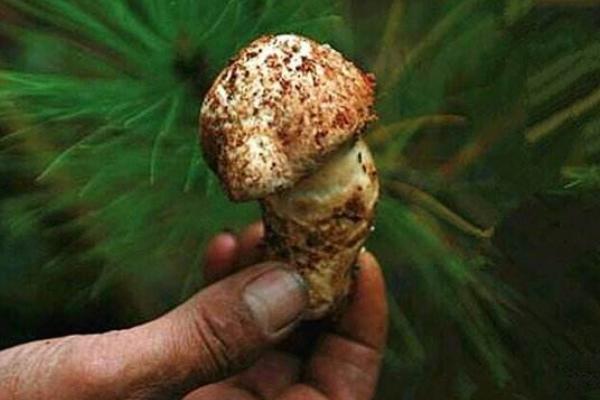 松茸什么時候上市 松茸什么季節有