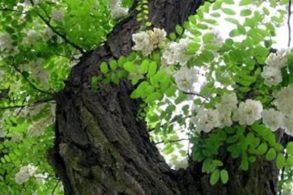 槐樹種植和管理技術 槐樹適合什么土壤