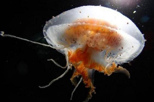 警報水母特點介紹 警報水母有毒嗎