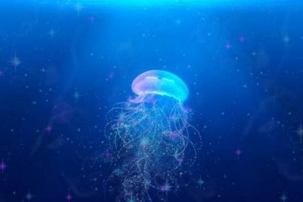 警報水母特點介紹 警報水母有毒嗎