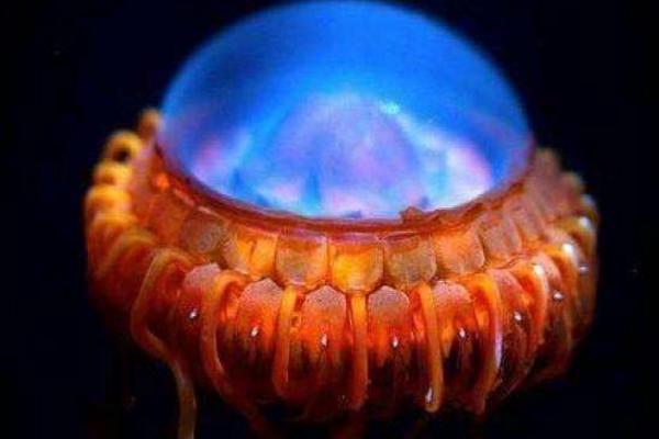 警報水母特點介紹 警報水母有毒嗎