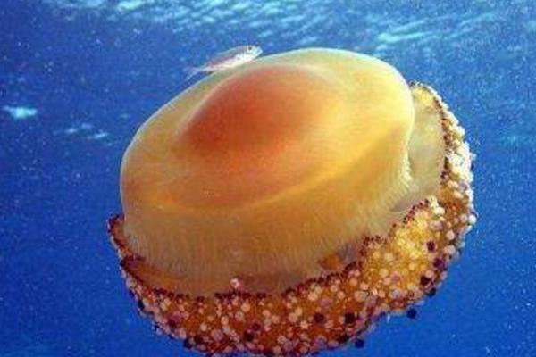 警報水母特點介紹 警報水母有毒嗎