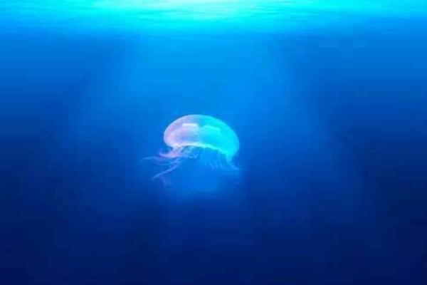 警報水母特點介紹 警報水母有毒嗎