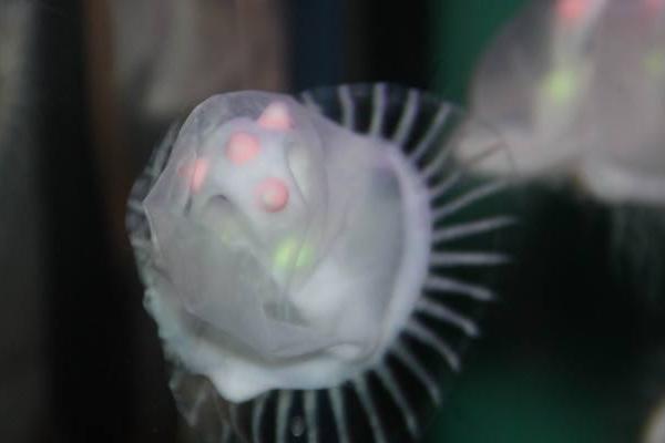 警報水母特點介紹 警報水母有毒嗎