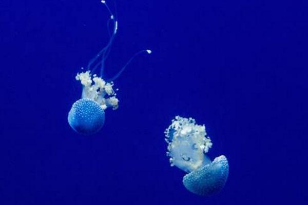 警報水母特點介紹 警報水母有毒嗎