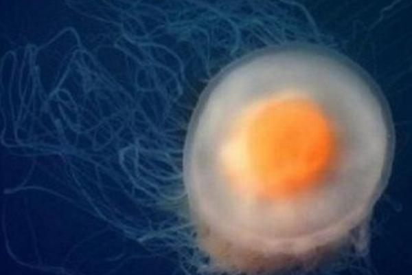 蛋黃水母特點介紹 蛋黃水母會攻擊人嗎