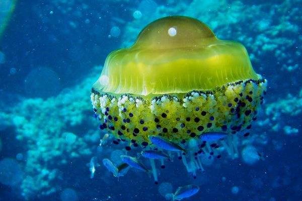 蛋黃水母特點介紹 蛋黃水母會攻擊人嗎