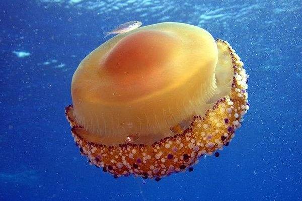 蛋黃水母特點介紹 蛋黃水母會攻擊人嗎
