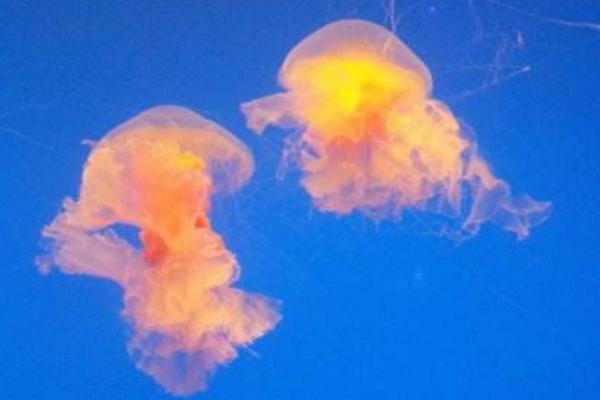 蛋黃水母特點介紹 蛋黃水母會攻擊人嗎