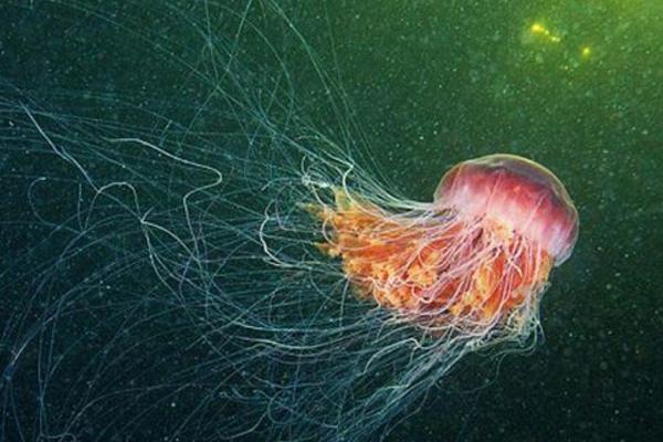蛋黃水母特點介紹 蛋黃水母會攻擊人嗎