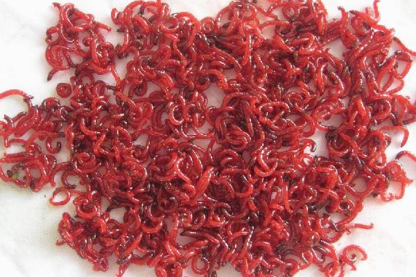 紅蟲顆粒怎么用 豐年蝦和紅蟲哪個好