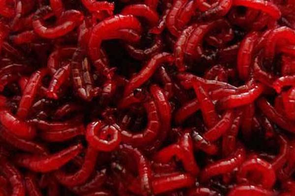 紅蟲顆粒怎么用 豐年蝦和紅蟲哪個好