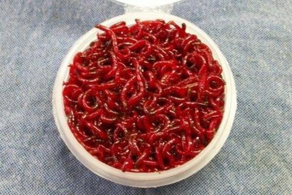 紅蟲顆粒怎么用 豐年蝦和紅蟲哪個好