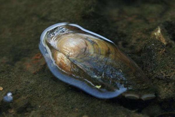 河蚌怎么殺 河蚌怎么打開 河蚌里有珍珠嗎