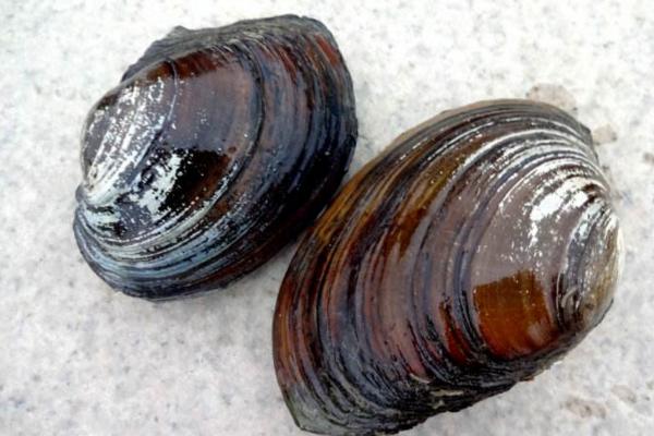 河蚌有毒嗎 河蚌寄生蟲能煮死嗎