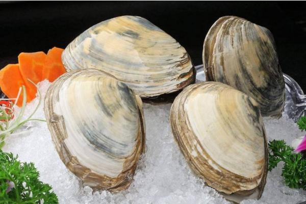 河蚌肉怎么處理 河蚌肉好吃嗎