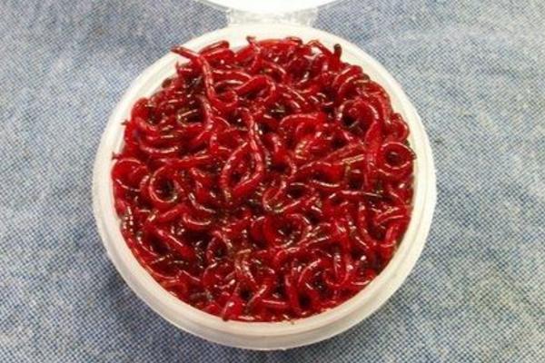 紅蟲市場價格多少錢一斤 紅蟲怎么保存