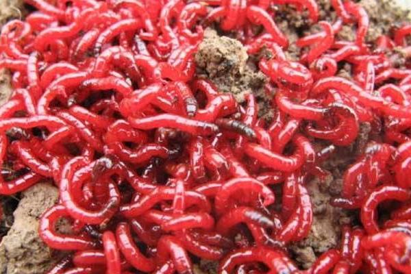 紅蟲和蚯蚓哪個釣魚好 紅蟲怎么掛鉤