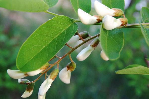 槐樹適合什么地方種植 槐樹適合種在院子里嗎