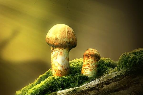 松茸和松露哪個貴 松茸和松露的區別是什么