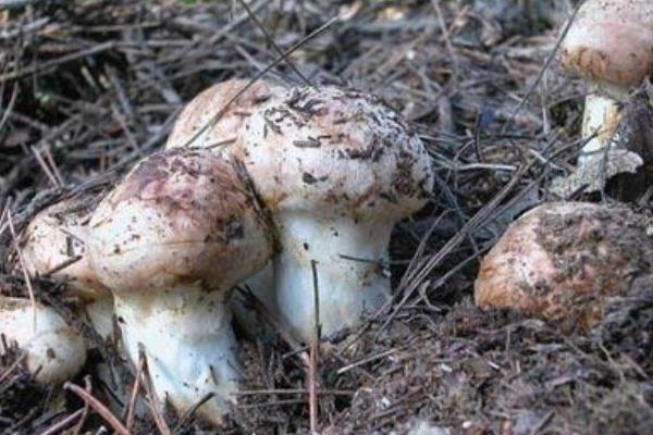 松茸是發(fā)物嗎 松茸能和海鮮一起吃嗎