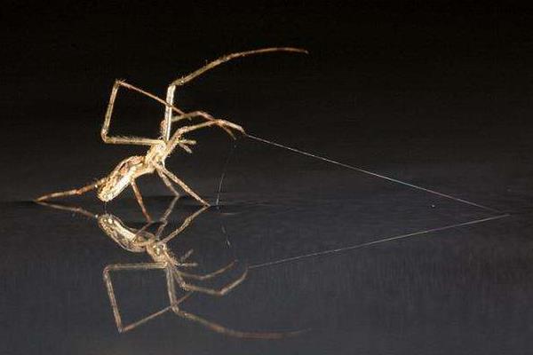 水蜘蛛有毒嗎 長腳蜘蛛有毒嗎