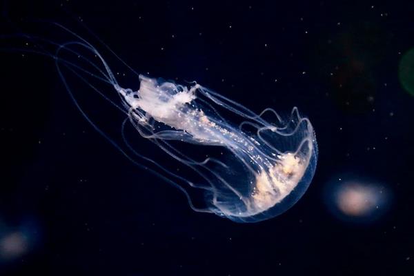 水母怎么養(yǎng) 水母吃什么食物