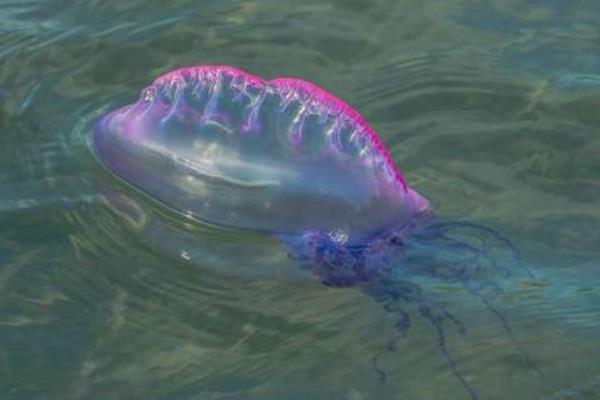 水母怎么養(yǎng) 水母吃什么食物