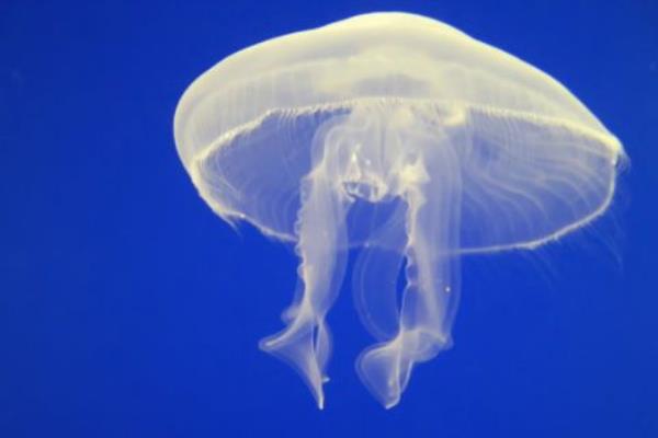 水母怎么養(yǎng) 水母吃什么食物