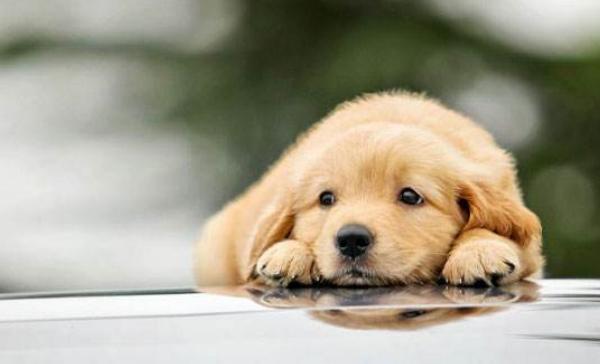 狗肉節(jié)是哪里的 狗肉節(jié)是什么時(shí)候