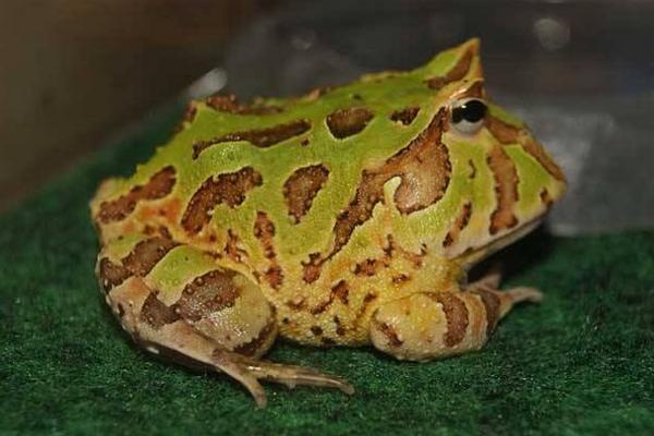 角蛙市場價格多少錢一只 角蛙可以兩只一起養嗎